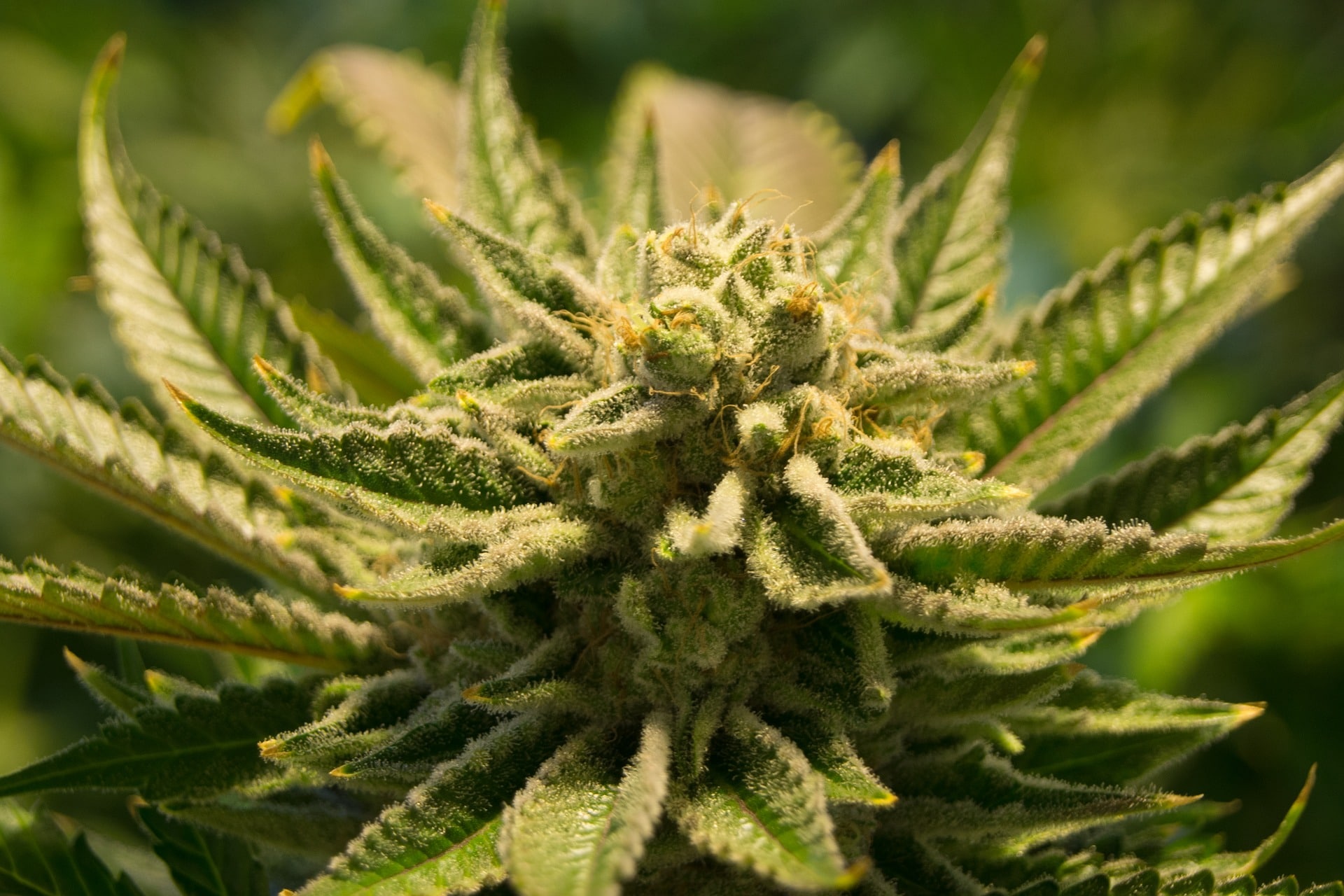 jak urychlit kvetení marihuany