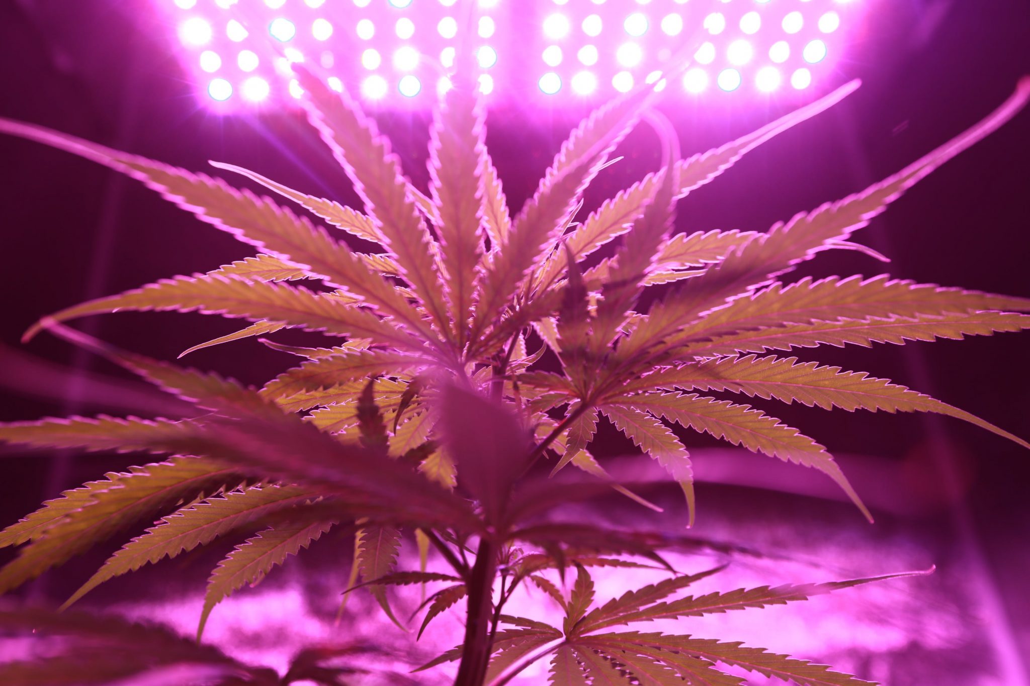 Jak legálně pěstovat marihuanu