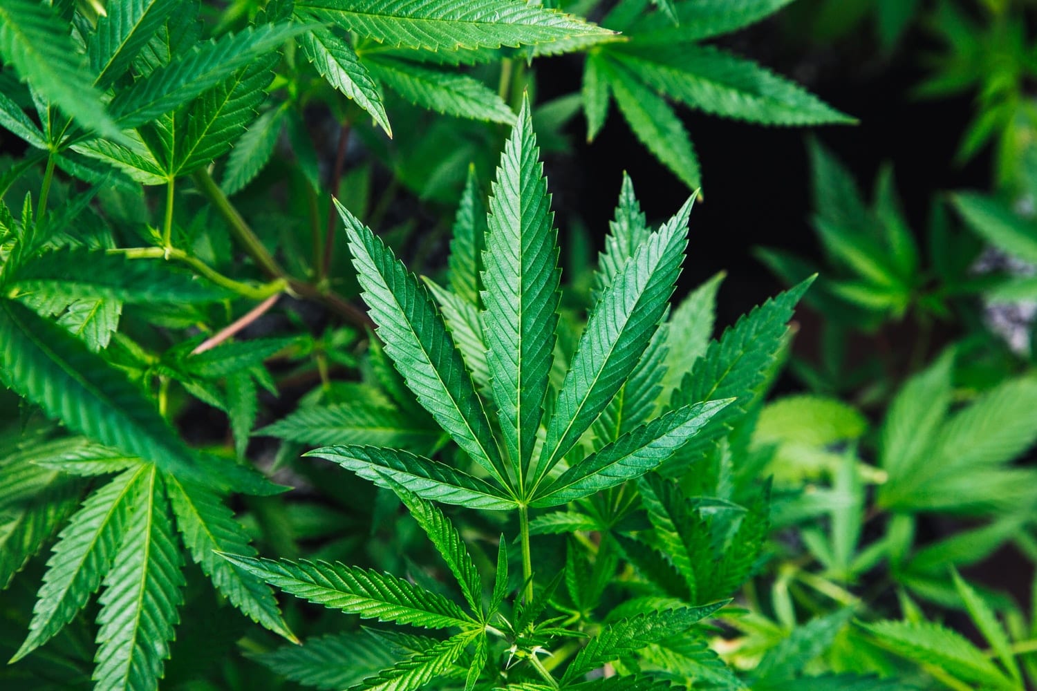 Jak legálně pěstovat marihuanu (konopí)? 34