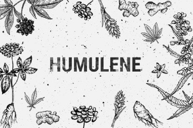 Humulen