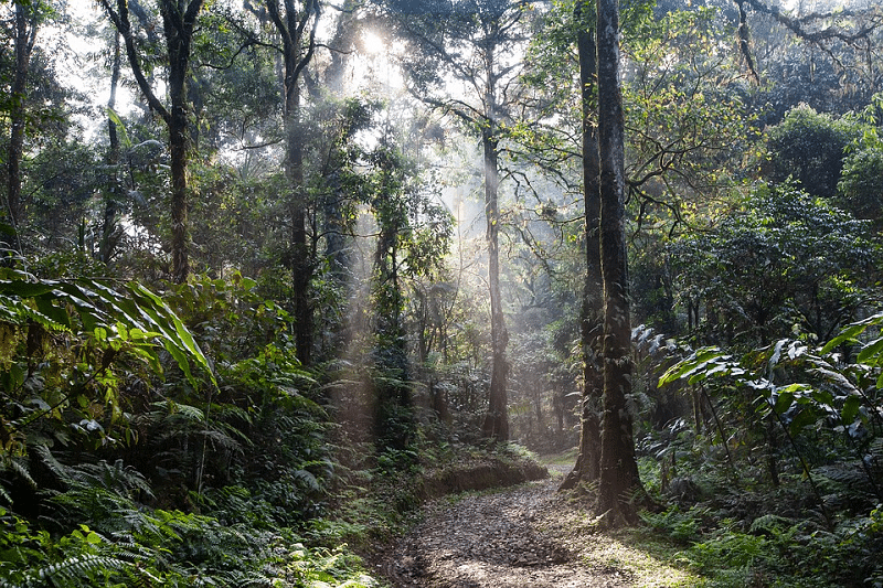 ayahuasca rizika