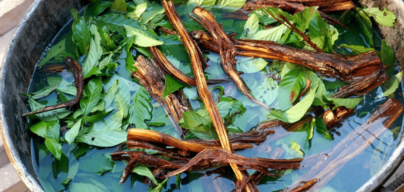 Šamanská ayahuasca