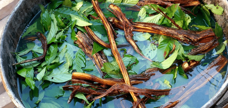 ayahuasca