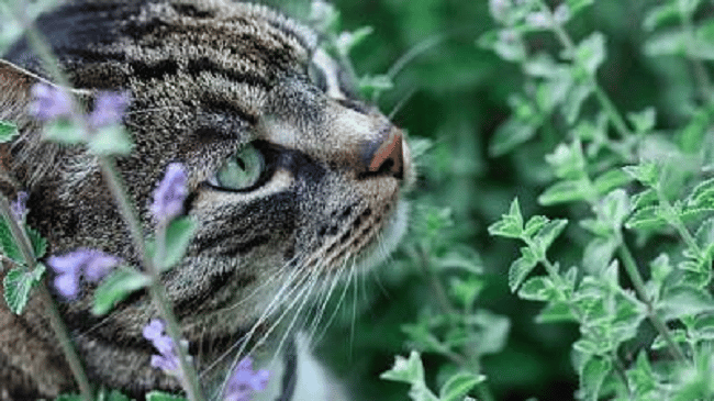 Catnip neboli šanta kočičí: Proč ji zkusit na vaši kočku? 3