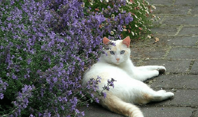 Catnip neboli šanta kočičí: Proč ji zkusit na vaši kočku? 4