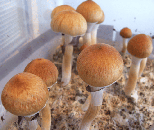 Lysohlávka kubánská: Proč je tato houba halucinogenní? 23