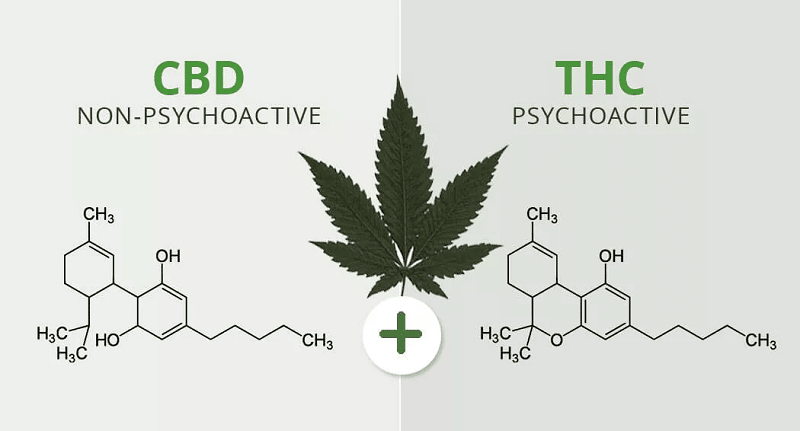 THC vs. CBD: Rozdíl, účinky a legálnost v ČR 3