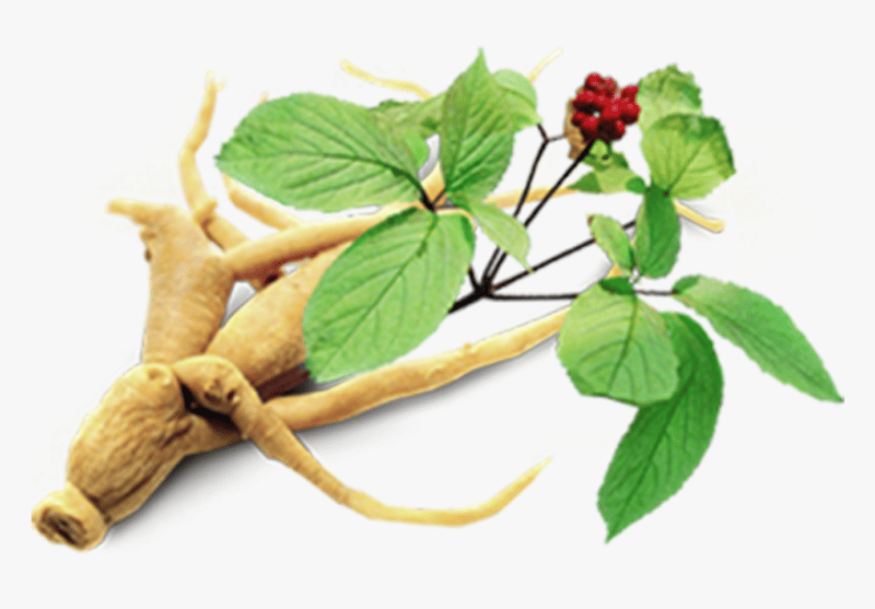 Adaptogeny: 7 účinných adaptogenních bylinek při stresu 5