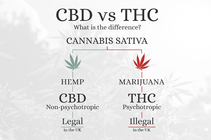 THC Vs CBD Rozd l inky A Leg lnost V R Sv t Konop 