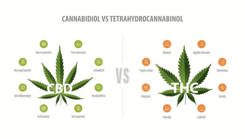 THC vs. CBD: Rozdíl, účinky a legálnost v ČR 2