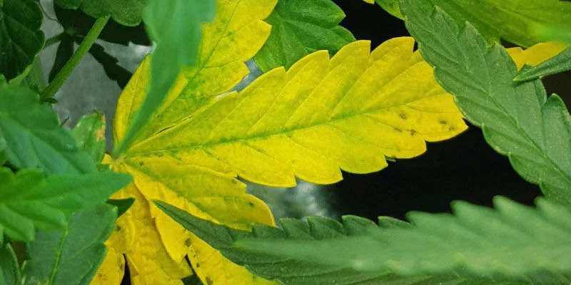 Nemoci konopí: Co trápí konopí při žloutnutí listů? 7