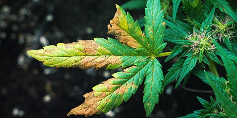 Nemoci konopí: Co trápí konopí při žloutnutí listů? 10