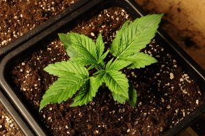Kritéria volby: Jak vybrat to nejlepší hnojivo pro marihuanu? 4