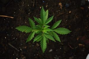 Kritéria volby: Jak vybrat to nejlepší hnojivo pro marihuanu? 2