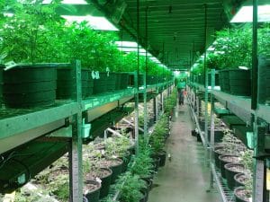 Kritéria volby: Jak vybrat to nejlepší hnojivo pro marihuanu? 3