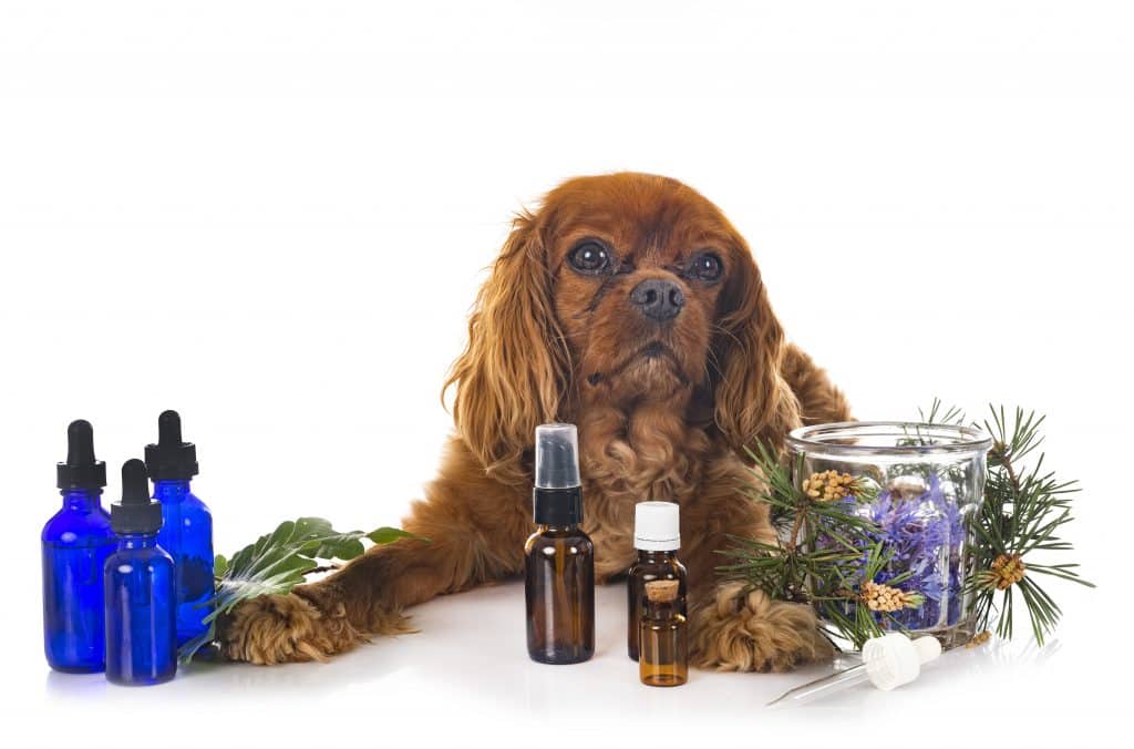 CBD olej pro psy a kočky: Jaký vybrat a jaké má účinky? 2