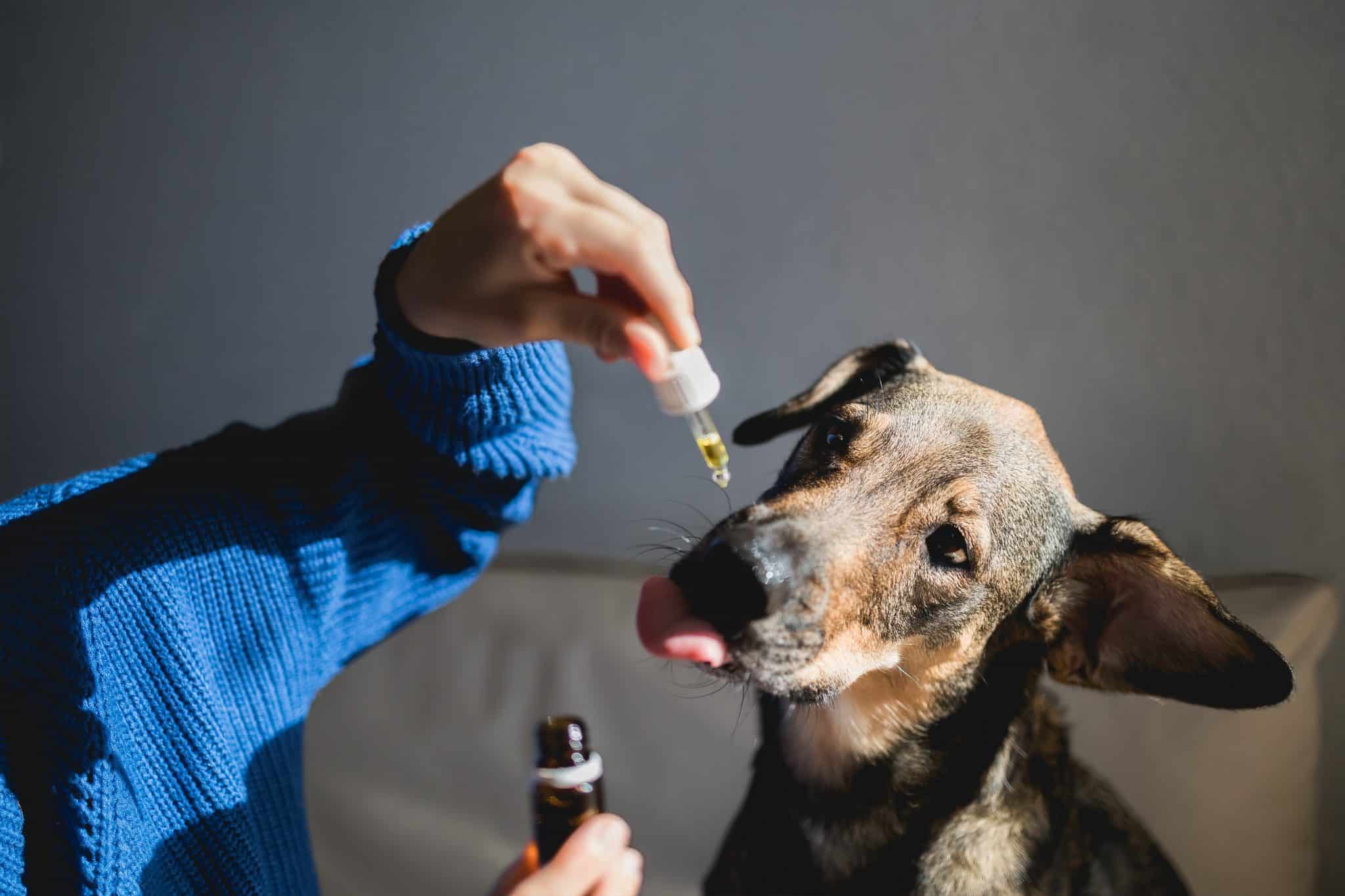 CBD olej pro psy a kočky: Jaký vybrat a jaké má účinky? 1