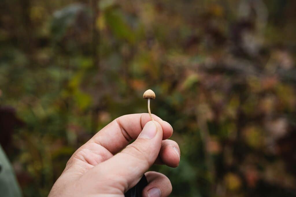 psilocybin
