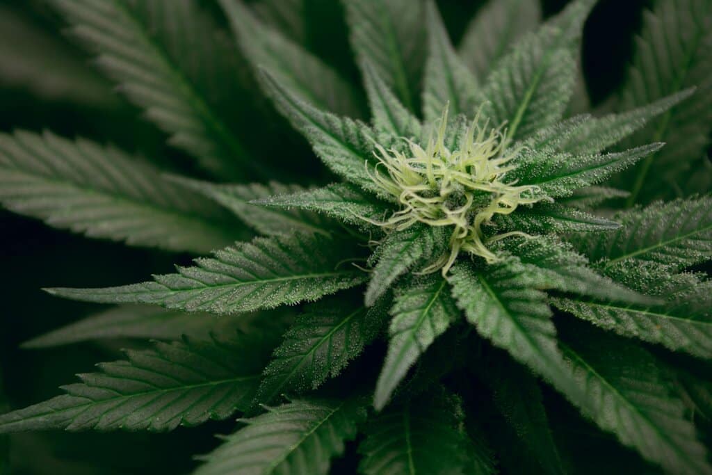Legalizace konopí v ČR: nový zákon a co se změnilo 2