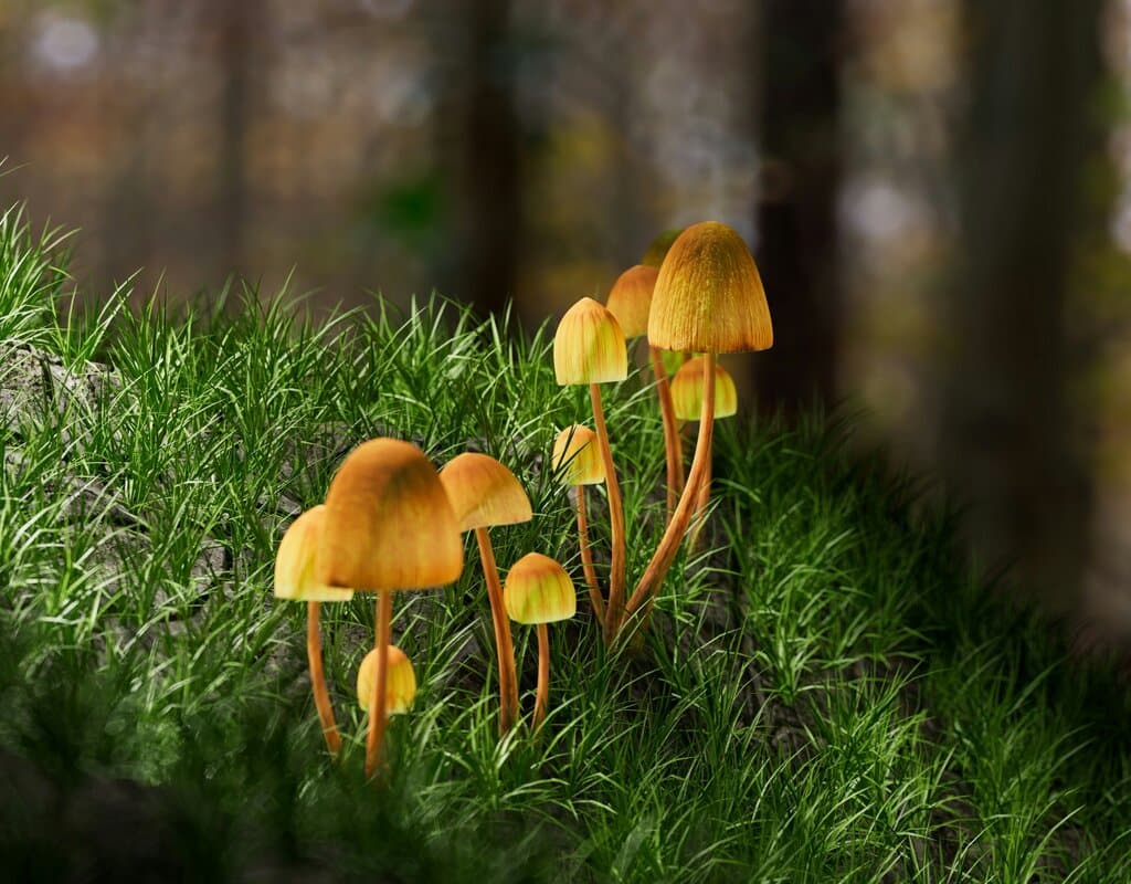 Psilocybin můžete nově užívat k lékařským účelům, jak to funguje? 1