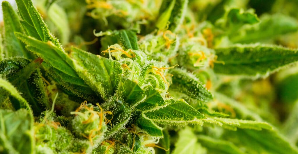 Jaké účinky mají konopné terpeny? Co se skrývá uvnitř konopí? 3