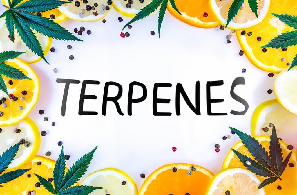 Jaké účinky mají konopné terpeny? Co se skrývá uvnitř konopí? 1
