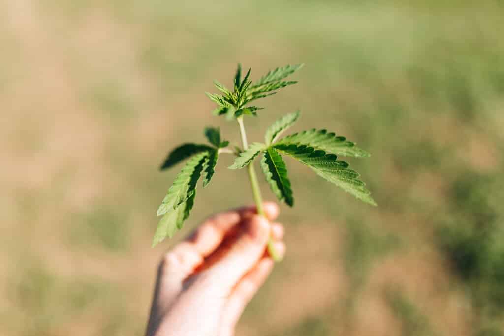 Rozdíly mezi indoor, outdoor a greenhouse pěstováním konopí: Jak, kde a kdy pěstovat konopí 2