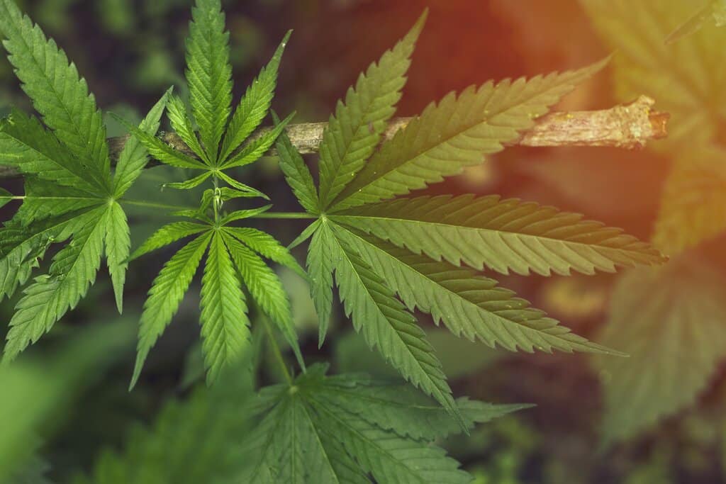 Biohacking a konopí: Jak využít maximální potenciál těla 1